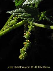 Image of Urtica sp. #0180 (Ortiga)